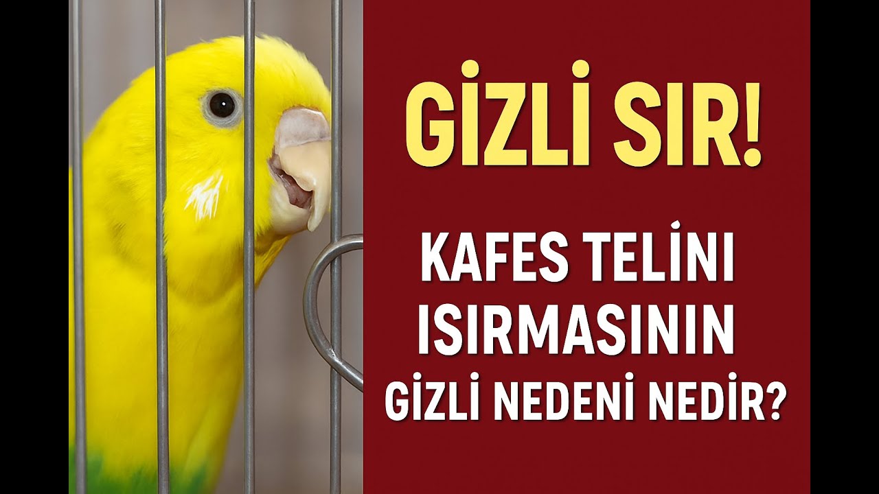 Kafes Telini Isırmasının Gizli Nedeni Sizi Çok Şaşırtacak! 🦷🤔 #muhabbetkuşu #birds #parrot #birdsong