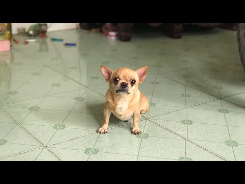Video Nhận phối giống chihuahua heo lùn. LH 0834911442 - youtube