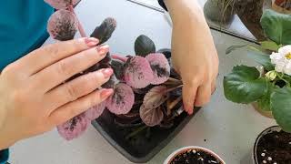 видео: Что будет если мини фиалку посадить в большой горшок картинка: Что будет если мини фиалку посадить в большой горшок