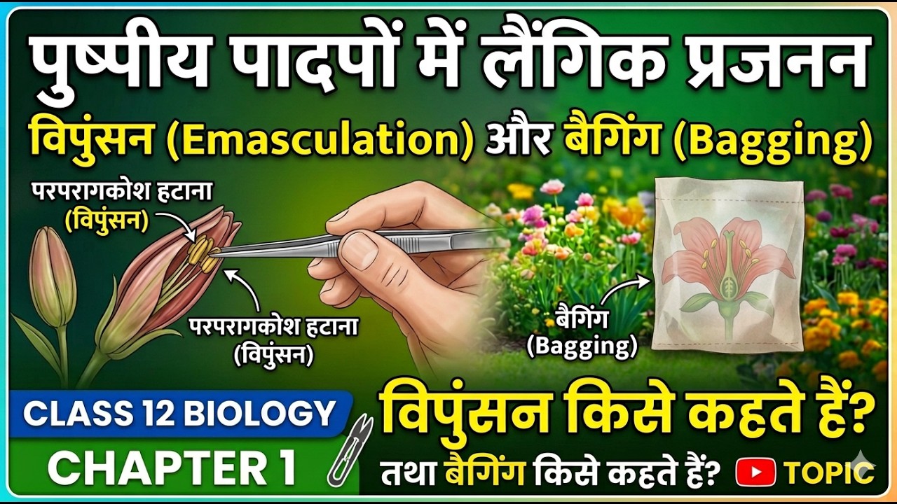 विपुंसन (Emasculation) और बैगिंग (Bagging) क्या है? | कृत्रिम संकरण ...