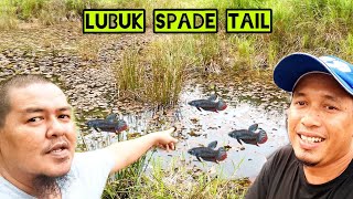 Sauk Ikan Laga Bersama Atok//imbellis spade tail//ikan laga kampung.