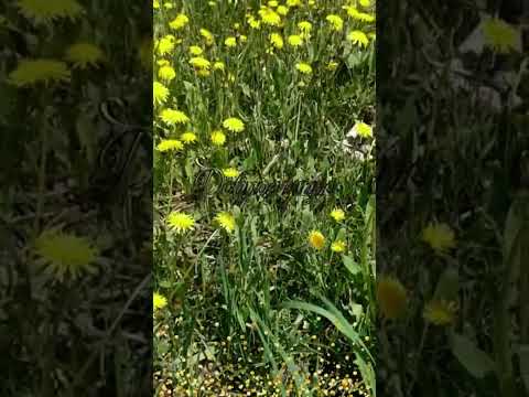 Доброе одуванчиковое утро!