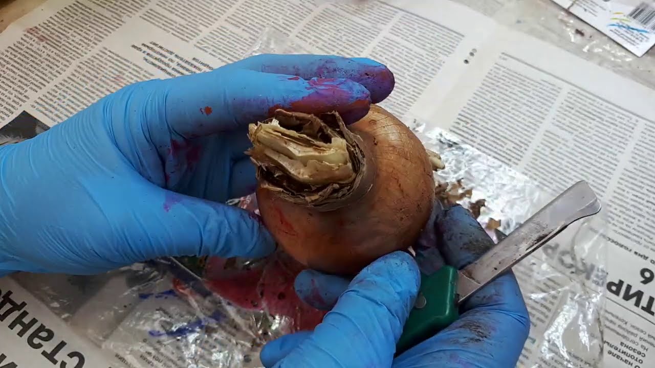 ГИППЕАСТРУМЫ после покупки. Что делать?