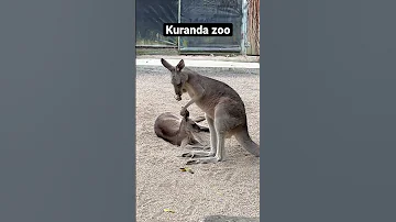 Kuranda Zoo Kangaroos Koala Cairns Crocodile Australiatravel Travel 