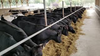 Download lagu Out checking on the Black Angus calves Out checking on the Black Angus calves