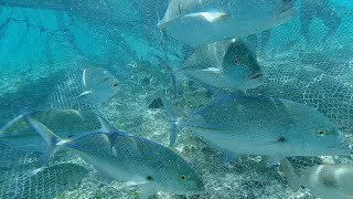 Download lagu menjaring ikan di laut,dapat sarang babon auto panen