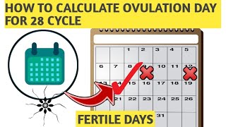 Calculating OVULATION DAYS: A Guide for 28 Day Cycle
