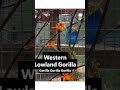 Western Lowland Gorilla Troop at the Toronto Zoo #gorilla #greatape