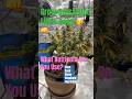 Grow Dots + Coco = ABC Easy as 123 #garden #growdots #coco #indoorgardening