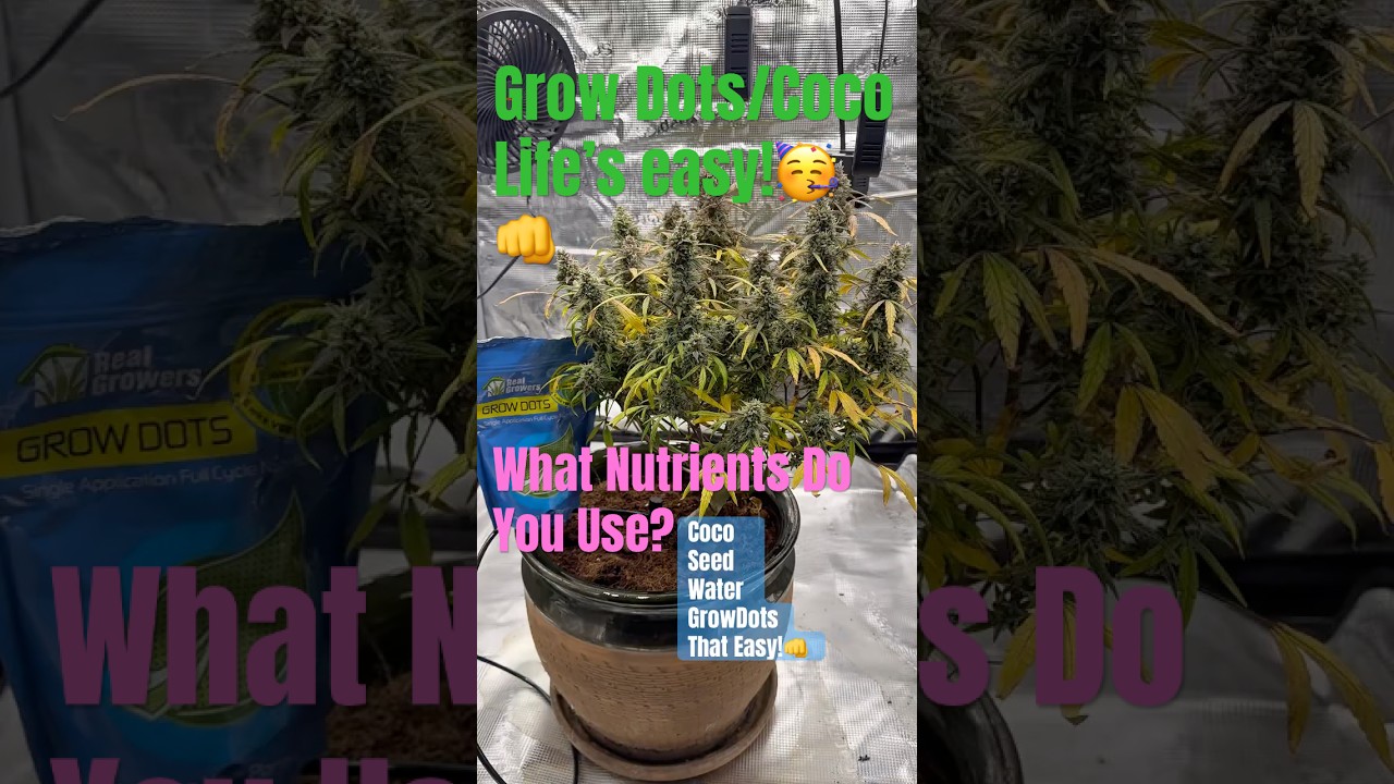 Grow Dots + Coco = ABC Easy as 123 