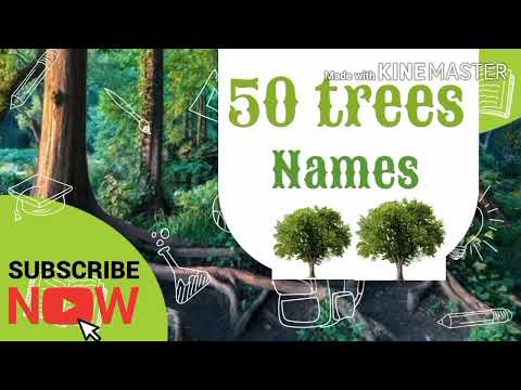 Video: The biggest tree in the world: name and photo