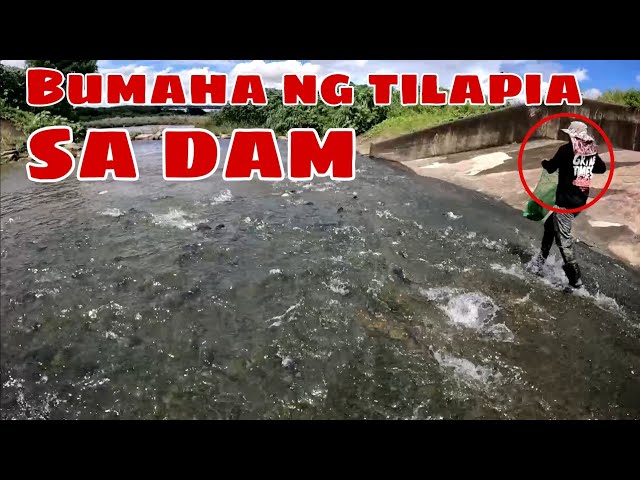 Catch and Cook : Biglang Bumaha ng Tilapia sa Dam class=