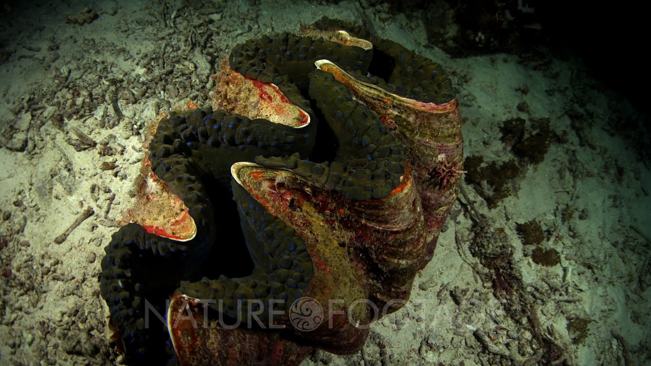 A huge Giant clam,Tridacna gigas closed up showing its fluted edge