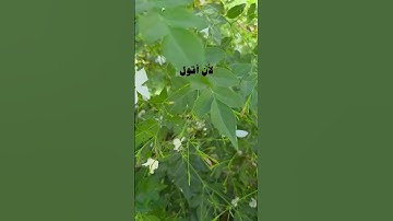 #اسلاميات #اذكار #دينيه #حديث_صحيح #احاديث #اذكار_الصباح #اذكار_المساء #أحاديث_الرسول