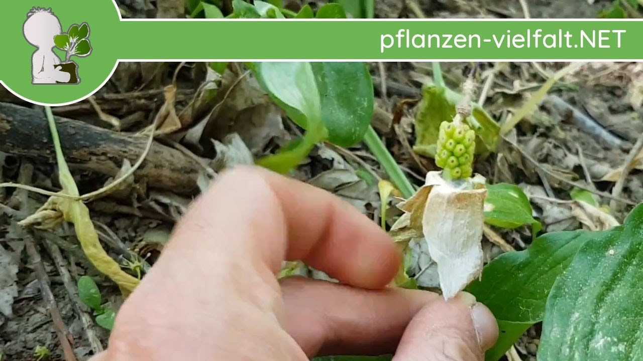 Gefleckter Aronstab - Kurz nach Blüte - 30.04.18 (Arum maculatum) - giftige Wildpflanzen bestimmen