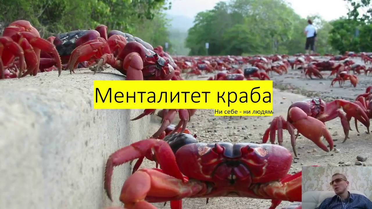 Эффект краба. Менталитет краба. Менталитет краба в ведре. Ведро с крабами.