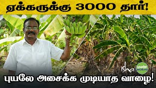 பனை மரமே சாயலாம்! என் வாழைமரம் சாயாது! Organic Banana Farm by மண் காப்போம் - காவேரி கூக்குரல் 5,137 views 3 days ago 15 minutes