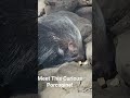 Spiky and Adorable Porcupine