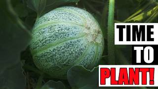Planting Cantaloupes In Containers Made Easy