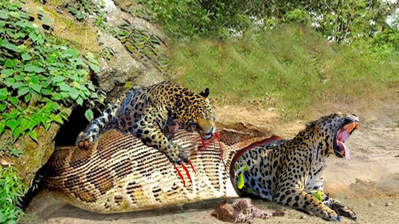 The Leopard Was Swallowed By A Python When He Entered The Cave To ...