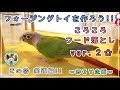 ★ 後編 ★(本当に取れるの？)ウロコインコ キョロ、悪戦苦闘!! フォージングトイ・ころころフード落としVer.2 ～完成＆実践編～　ボタン・オカメ・ウロコインコ