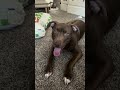 Tiger video
