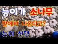 능이버섯 능이 버섯 산행 능이 채취 대박 싱싱하다 끝인줄 알았던 능이버섯이 싱싱하다