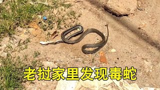打算换个煤气灶，结果发现了一条蛇，为了安全起见把它消灭掉