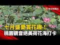 七月盛夏賞花趣！桃園觀音絕美荷花海打卡｜#寰宇新聞