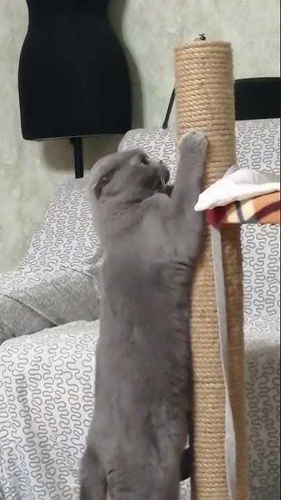 Дерзкий Кот - YouTube