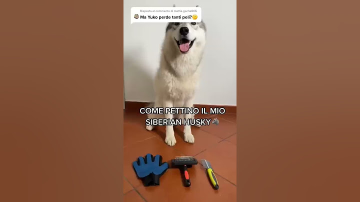Ecco come TOELETTARE un SIBERIAN HUSKY!