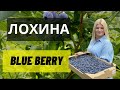 Як виростити лохину і заробити на цьому. Коротка відео інструкція по вирощуванню лохини