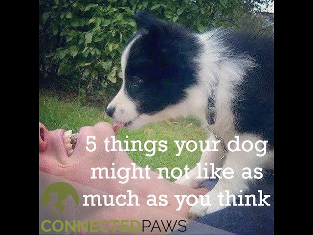5 things your dog might not enjoy as much as you think