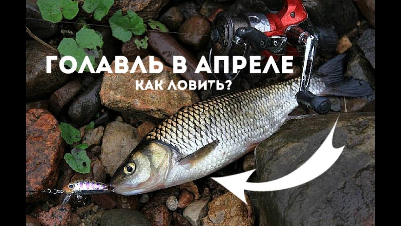 На что клюет сазан в апреле?