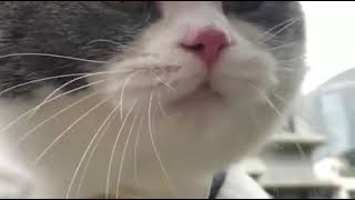 I Will Kill u When u r Asleep Human!! | Talking Cat | Funny cat video