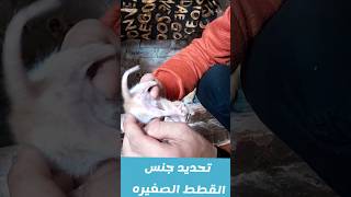 طريقة تحديد جنس القطة الصغيرة 😊❤️ بالطريقة الطبية و العلمية 💪❤️