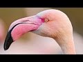 A BRAVE FLAMINGO CHICK - To Go Beyond by ENYA