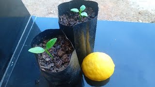 زراعة شتلات الليمون من البذور🍋طريقة بسيطة ومضمونة ✅️ 100% Growing lemon seedlings from seeds🍋