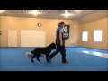 Frisco (Standard Poodle) Trained Dog Video Minneapolis