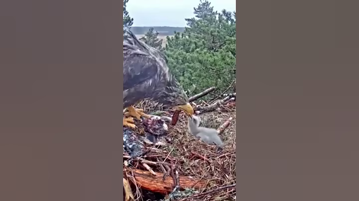 [P584] Review birds nest life, mom birds brings food to feed her babies in their nest #birdslover