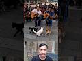 Cat Dancing to Guitar Music 🎸
