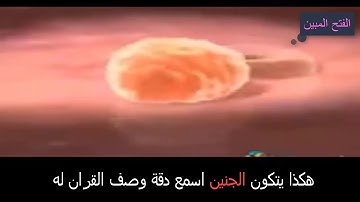 هكذا يتكون الجنين ... اسمع دقة ووصف القران الكريم له