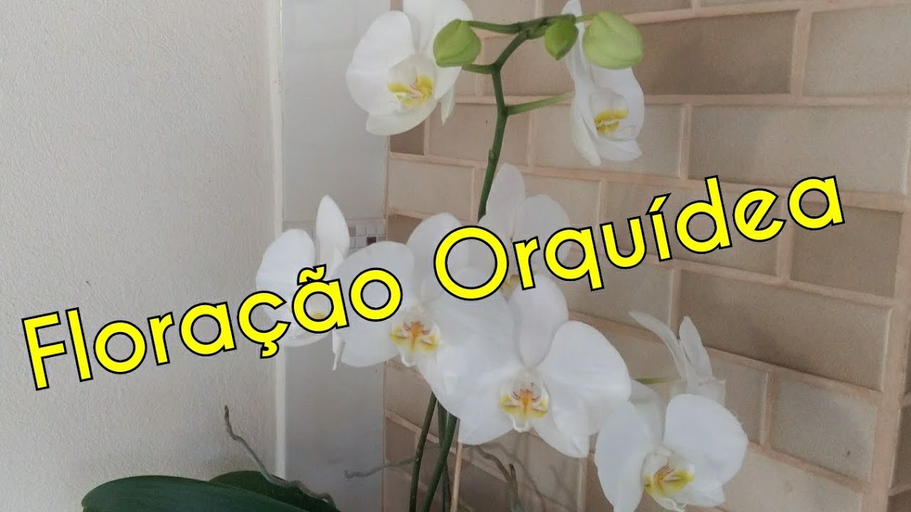 Floração da Orquídea Phalaenópsis : Dicas - thptnganamst.edu.vn