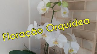 Floração da Orquídea Phalaenópsis : Dicas - thptnganamst.edu.vn