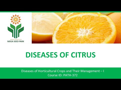 Video: Hvad er Rio Grande Gummosis – Behandling af et citrustræ med Rio Grande Gummosis-sygdom