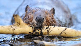 Animals That Are HARDER Workers Than Most Humans!
