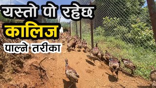 कालिज पालनबाटै मनग्य आम्दानी ।। कालिज फार्म ।। कालिज पालन ।। Kalij Farm In Nepal || Yuwasarokar