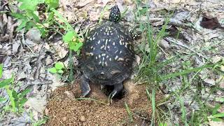 BOX TURTLE DIGGING A NEST!