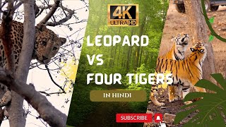 Tiger 🐯🐆 leopard encounter 😳 | Hindi Documentary| Panna National Park |