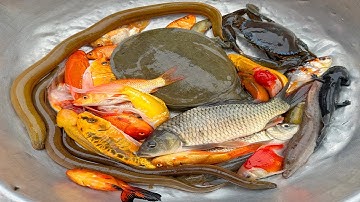 Kem Chanel lái công nông bắt cá ống nước chảy có cá chép, cá vàng, con rùa, con lươn, cá nhỏ màu sắc